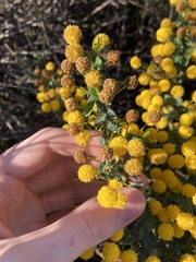 Acacia pulchella