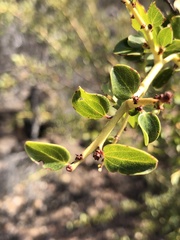 Ceanothus pendletonensis