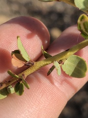 Ceanothus pendletonensis