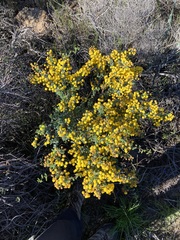 Acacia pulchella