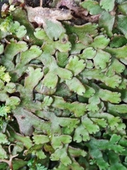 Marchantia emarginata