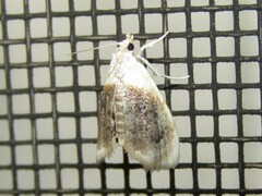 Lipocosmodes fuliginosalis