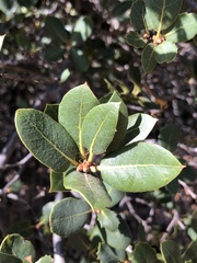 Quercus wislizeni frutescens