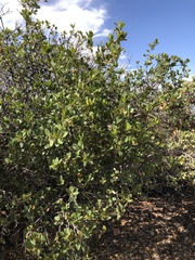 Quercus wislizeni frutescens