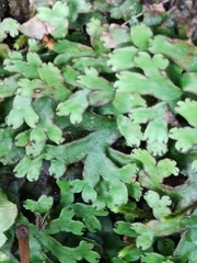 Marchantia emarginata