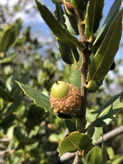 Quercus wislizeni frutescens