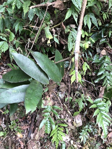Anodendron benthamianum (Anodendron benthamianum)