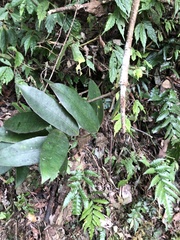 Anodendron benthamianum
