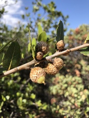 Quercus wislizeni frutescens