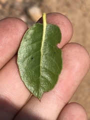 Quercus wislizeni frutescens