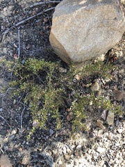 Ceanothus pendletonensis