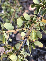 Ceanothus pendletonensis