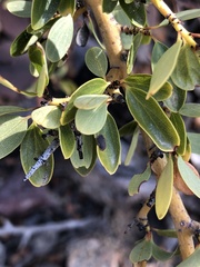 Ceanothus pendletonensis