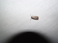 Catabena lineolata