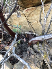 Arctostaphylos rainbowensis
