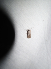 Catabena lineolata