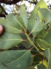Arctostaphylos rainbowensis