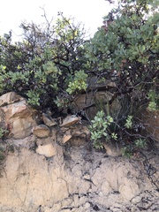 Arctostaphylos rainbowensis