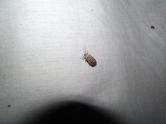 Catabena lineolata