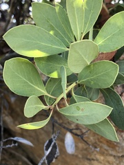 Arctostaphylos rainbowensis