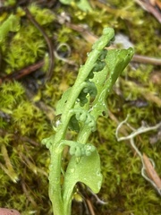 Botrychium minganense image