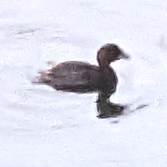 Tachybaptus ruficollis