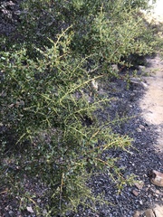 Ceanothus pendletonensis