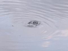 Tachybaptus ruficollis