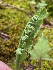 Botrychium minganense image