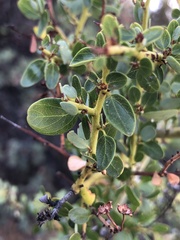 Ceanothus pendletonensis