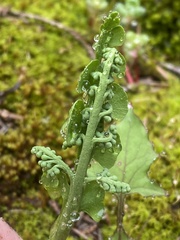 Botrychium minganense image