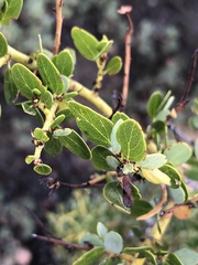 Ceanothus pendletonensis