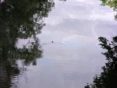 Tachybaptus ruficollis