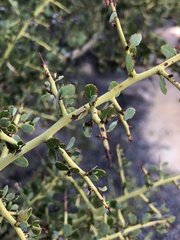 Ceanothus pendletonensis