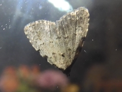 Dyspyralis puncticosta