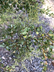 Ceanothus pendletonensis