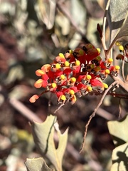 Grevillea wickhamii