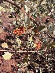 Grevillea wickhamii