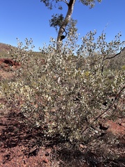 Grevillea wickhamii