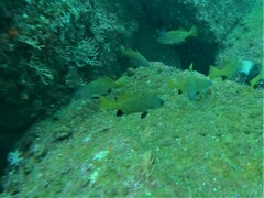 Corvula macrops