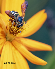 Dianthidium curvatum