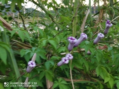 Ipomoea cairica