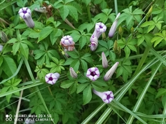 Ipomoea cairica