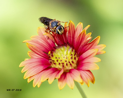 Dianthidium curvatum