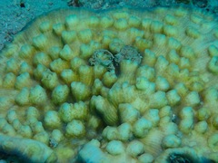 Mycedium elephantotus