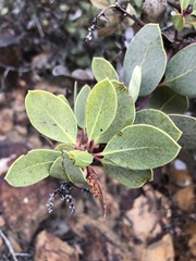 Arctostaphylos rainbowensis