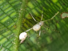Theridiidae