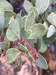 Arctostaphylos rainbowensis