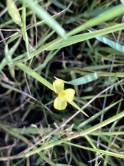 Xyridaceae