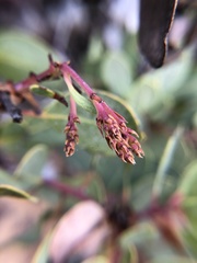 Arctostaphylos rainbowensis